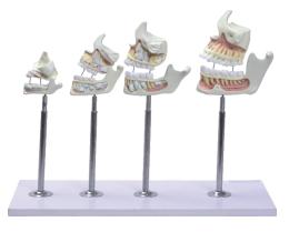 desenvolvimento da denticao
